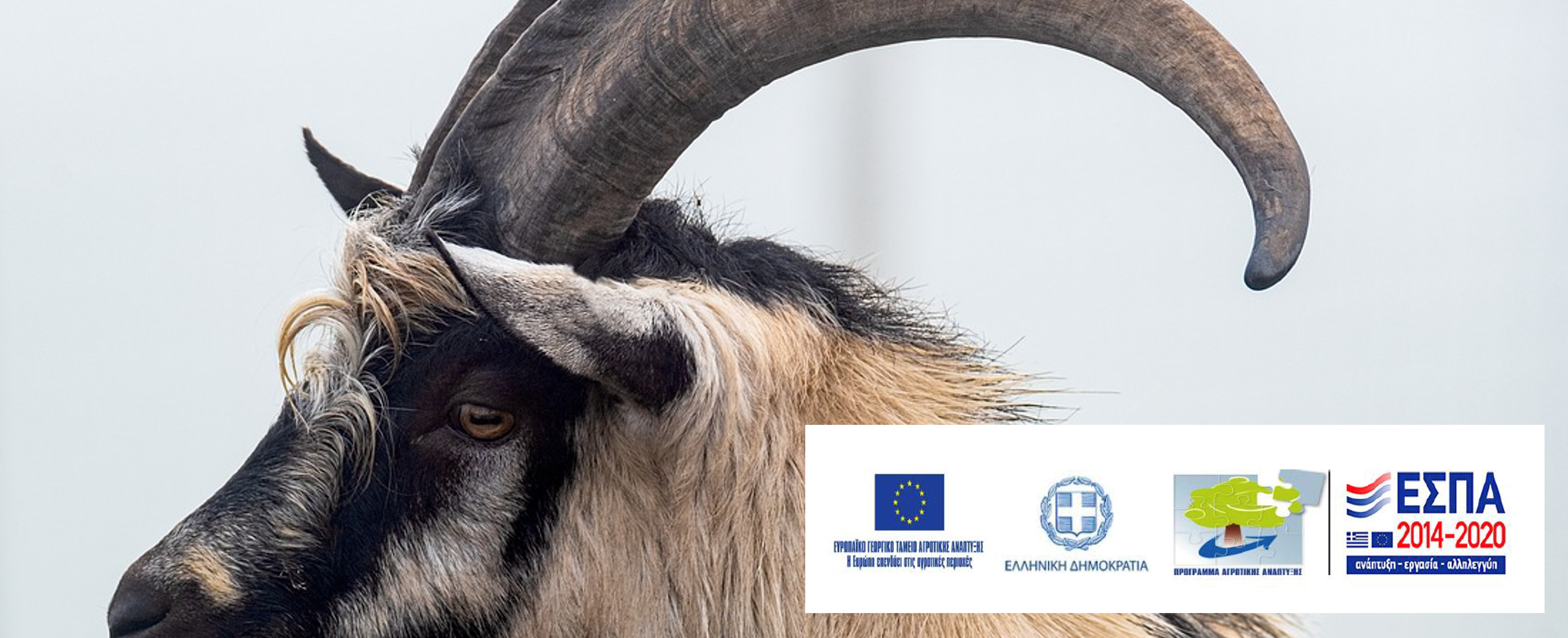 Viability improvement of small ruminant farms, based on local breeds in the Crete Region, through the implementation of a sustainable livestock management and an integrated traceability system up to the final disposal of livestock products